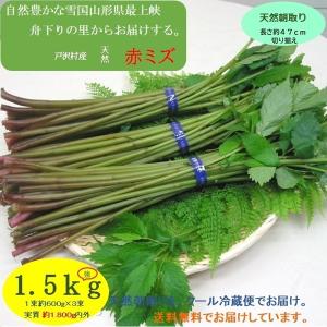 完全予約販売】秋田の天然山菜「ミズ（むきみず・ウワバミソウ