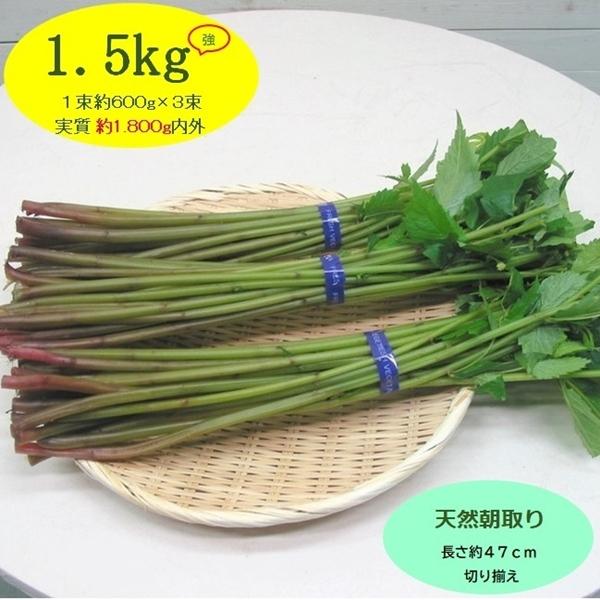 まだまだ食べ頃が続く...山形県最上峡舟下りの里〜新鮮天然朝取りご予約山菜 [ 赤ミズ１．５ｋｇ強 ...