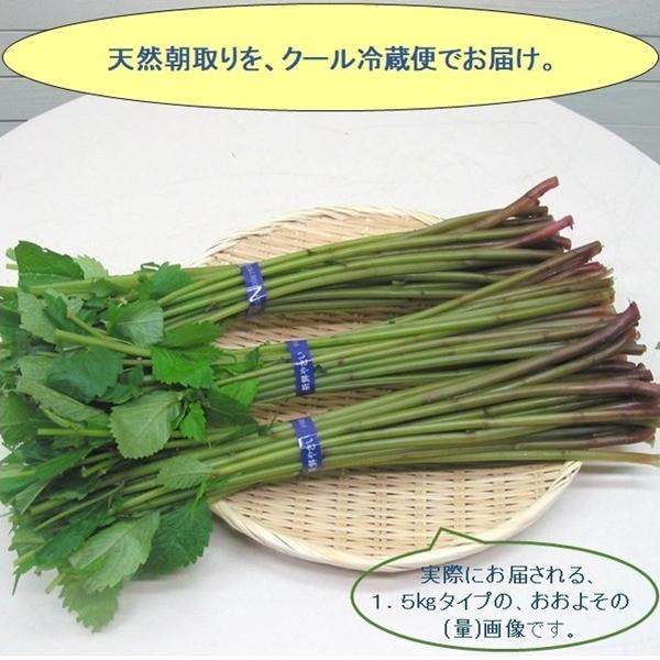 まだまだ食べ頃が続く...山形県最上峡舟下りの里〜新鮮天然朝取りご予約山菜 [ 赤ミズ１．５ｋｇ強 ...