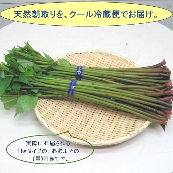 まだまだ食べ頃が続く...山形県最上峡舟下りの里〜新鮮天然朝取りご予約山菜 [ 赤ミズ１ｋｇ強 ] ...