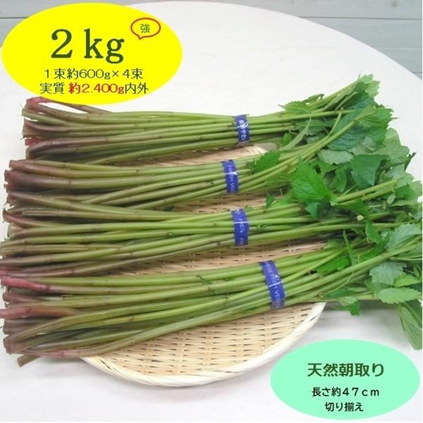 まだまだ食べ頃が続く...山形県最上峡舟下りの里〜新鮮天然朝取りご予約山菜 [ 赤ミズ２ｋｇ強 ] ...