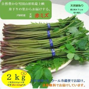 完全予約販売】秋田の天然山菜「生みずのこぶ（ウワバミソウの実