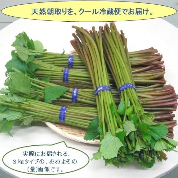 まだまだ食べ頃が続く...山形県最上峡舟下りの里〜新鮮天然朝取りご予約山菜 [ 赤ミズ3ｋｇ強 ] ...