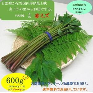 完全予約販売】秋田の天然山菜「ミズ（むきみず・ウワバミソウ