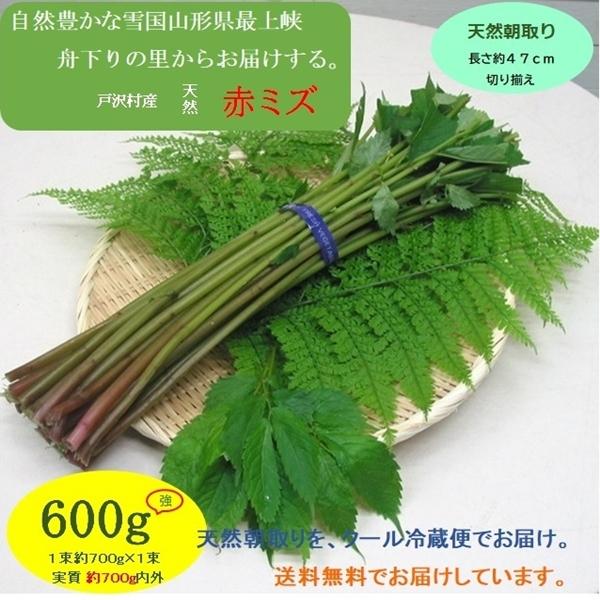 まだまだ食べ頃が続く...山形県最上峡舟下りの里〜新鮮天然朝取りご予約山菜 [赤ミズ６００ｇ強] 価...