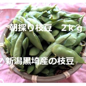【 Griffth】新潟黒埼産 枝豆 A品 5kg 本場 黒埼枝豆 A級品 新潟 黒埼板井産 2kg「くろさき枝豆」朝