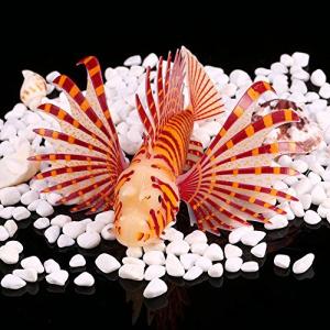 海水魚 ミノカサゴ ペット用品 生き物 の商品一覧 通販 Yahoo ショッピング