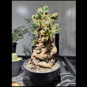 塊根植物【一点物】ユーフォルビア・ムランジーナ ...の商品画像