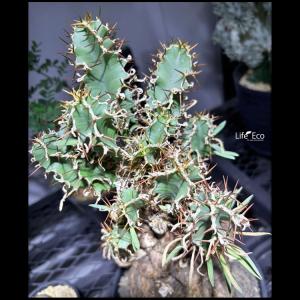 塊根植物【一点物】ユーフォルビア・ムランジーナ...の詳細画像1