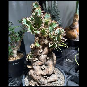 塊根植物【一点物】ユーフォルビア・ムランジーナ...の詳細画像2