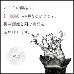 塊根植物【一点物】ユーフォルビア・ムランジーナ...の詳細画像3