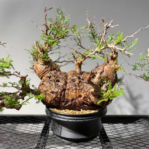 塊根植物【一点物】オペルクリカリア・パキプス / 幹幅約36cm×高さ約50cm【送料無料】