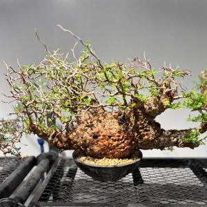 塊根植物【一点物】オペルクリカリア・パキプス / 幹幅約60cm×高さ約45cm【送料無料】