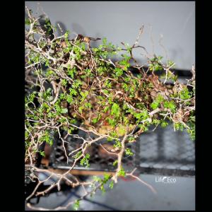 塊根植物【一点物】オペルクリカリア・パキプス ...の詳細画像1