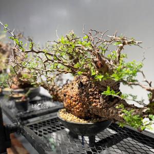 塊根植物【一点物】オペルクリカリア・パキプス ...の詳細画像2