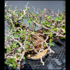 塊根植物【一点物】オペルクリカリア・パキプス ...の詳細画像3