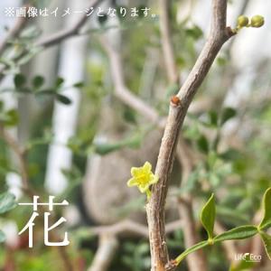 塊根植物【一点物】オペルクリカリア・パキプス ...の詳細画像4
