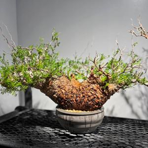 塊根植物【一点物】オペルクリカリア・パキプス / 幹幅約55cm×高さ約40cm【送料無料】