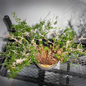 塊根植物【一点物】オペルクリカリア・パキプス ...の詳細画像1