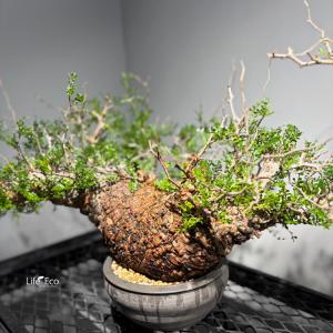 塊根植物【一点物】オペルクリカリア・パキプス ...の詳細画像2
