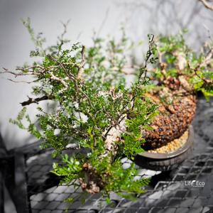 塊根植物【一点物】オペルクリカリア・パキプス ...の詳細画像3