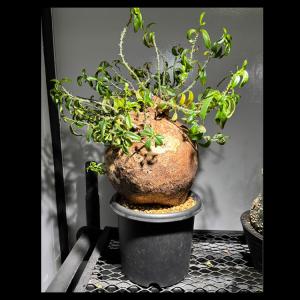 塊根植物【一点物】パキポディウム・ビスピノーサム / 幹幅約23cm×高さ約60cm【送料無料】