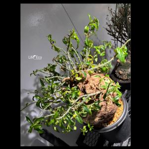 塊根植物【一点物】パキポディウム・ビスピノーサ...の詳細画像1