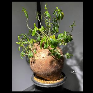 塊根植物【一点物】パキポディウム・ビスピノーサ...の詳細画像2