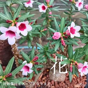 塊根植物【一点物】パキポディウム・ビスピノーサ...の詳細画像3