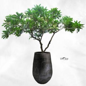 植木鉢 釉薬陶器製 大型 ライスター トール ...の詳細画像3
