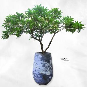 植木鉢 釉薬陶器製 大型 ライスター トール ...の詳細画像3