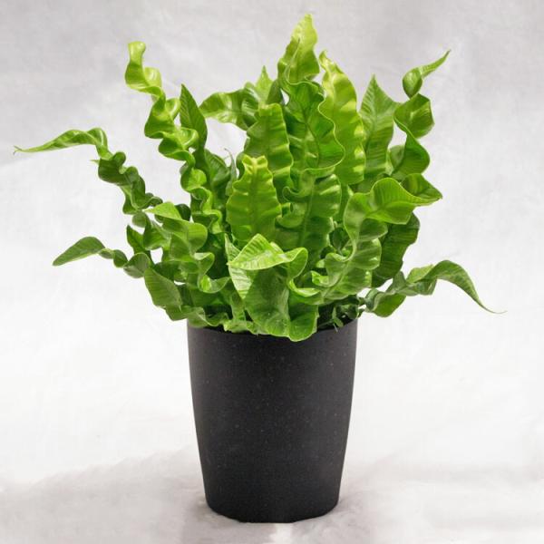 観葉植物 アスプレニウム・エメラルドグリーン / 3.5寸・約W 25cm×H30cm