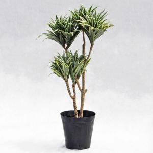 観葉植物 大型 モンステラ・デリシオーサ（根上がり仕立て） / 7寸・約