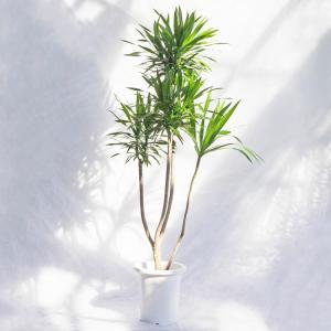 観葉植物 大型 モンステラ・デリシオーサ（根上がり仕立て） / 7寸・約