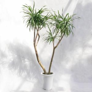 観葉植物 大型 モンステラ・デリシオーサ（根上がり仕立て） / 7寸・約