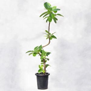 観葉植物 フィカス・アルテシーマ / 8寸・約W60cm×H145cm｜life-eco