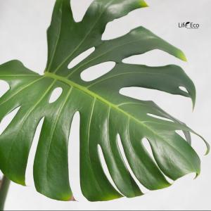 観葉植物 大型 モンステラ・デリシオーサ(根上...の詳細画像1