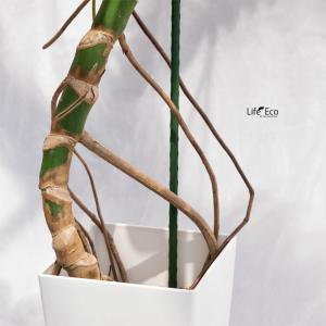 観葉植物 大型 モンステラ・デリシオーサ(根上...の詳細画像2