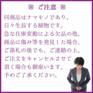 観葉植物 大型 モンステラ・デリシオーサ(根上...の詳細画像4