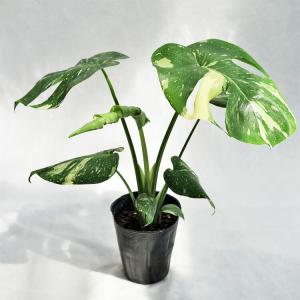 観葉植物 大型 モンステラ・デリシオーサ（根上がり仕立て） / 7寸・約