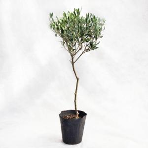 庭木・植木 ジュニパーベリー（杜松果、セイヨウネズ） / 7寸・約W35cm