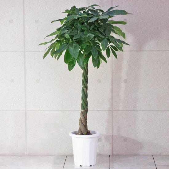 観葉植物 パキラ（編み） / 10寸・約W 80cm×H150〜170cm