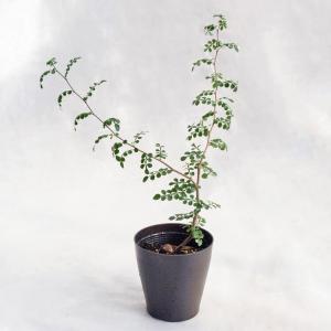 多肉植物 アガベ・フィリグリー（チタノタ/圓葉拇指/拇指厳竜） / 3.5