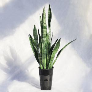 観葉植物 サンスベリア・ゼラニカ / 6寸・約W35cm×H85cm