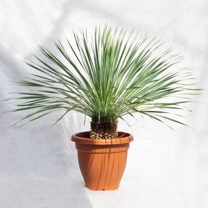 庭木・植木 ナツメヤシ（棗椰子、デーツ） / 6寸・約50cm×H70cm
