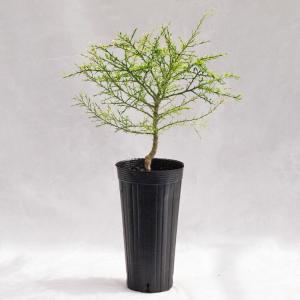 庭木・植木 ジュニパーベリー（杜松果、セイヨウネズ） / 7寸・約W35cm
