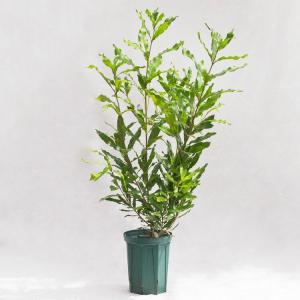 アガベ【氷山】多肉植物① 多肉植物：アガベ 氷山*幅7cm 現品！一品限り : 遊恵盆栽 Yahoo!店