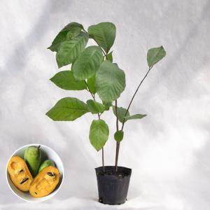 庭木・植木 ポポー（ポーポー） 4年生苗【実生】 2本立 / 5寸・約H40〜60cm｜ライフエコショップ Yahoo!店