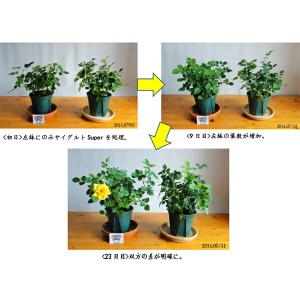植物活力剤・土壌改良剤・堆肥化促進剤 サイグル...の詳細画像4