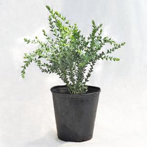 庭木・植木 ナツメヤシ（棗椰子、デーツ） / 6寸・約50cm×H70cm